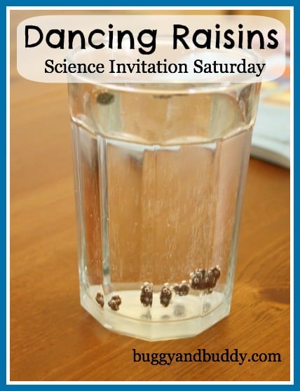 Dancing Raisins Science Experiment~ Buggy and Buddy