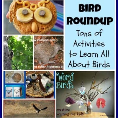 Learning All About Birds Roundup