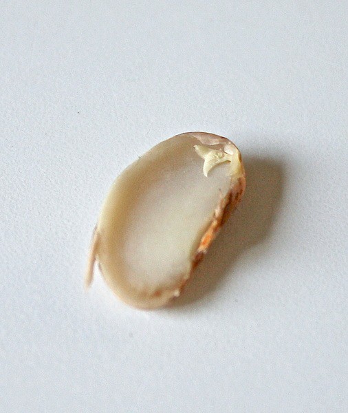 the inside of a bean seed