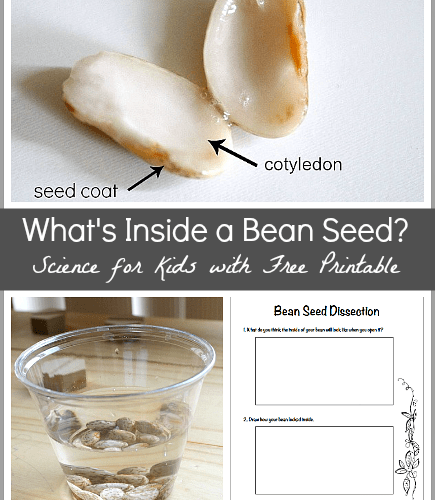 Science for Kids: Dissect a Bean Seed~ Buggy and Buddy