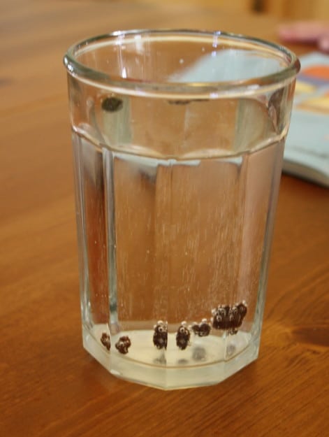Dancing Raisins Science Experiment for Kids~ Buggy and Buddy