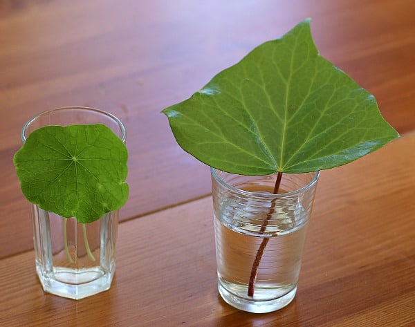 snip off bottom of leaf stems and place in water