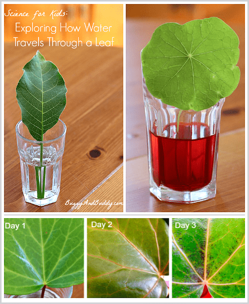 Science for Kids: Exploring how water travels through a leaf (w/ FREE printable observation sheet)~ BuggyandBuddy.com
