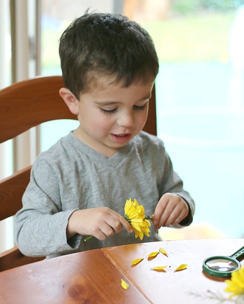 toddler playing with flowers