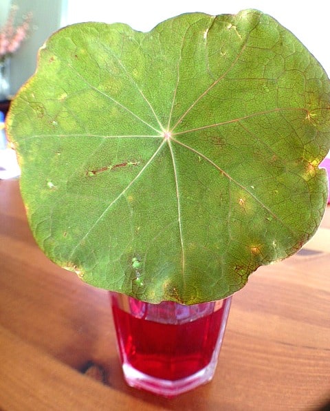 Science Experiment for Kids: How Water Travels Through Leaves~ Buggy and Buddy