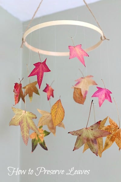 preserve fall leaves