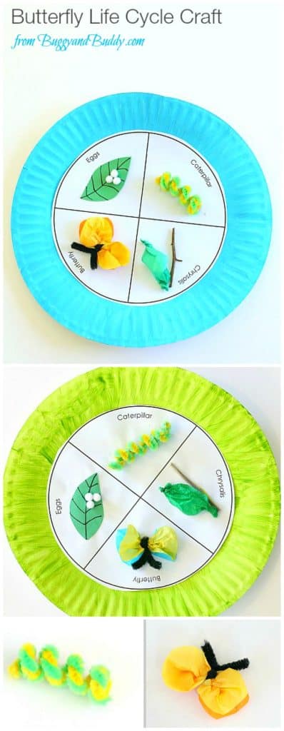 butterfly life cycle pasta craft