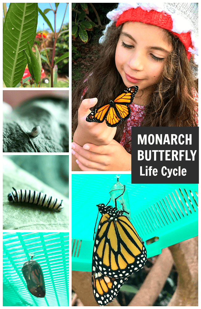 Exploring the Monarch Butterfly Life Cycle with Kids: explore all stages of the metamorphosis - egg, caterpillar, chrysalis, and butterfly (and how to grow milkweed) ~ BuggyandBuddy.com