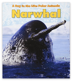 narwhal by katie marisco