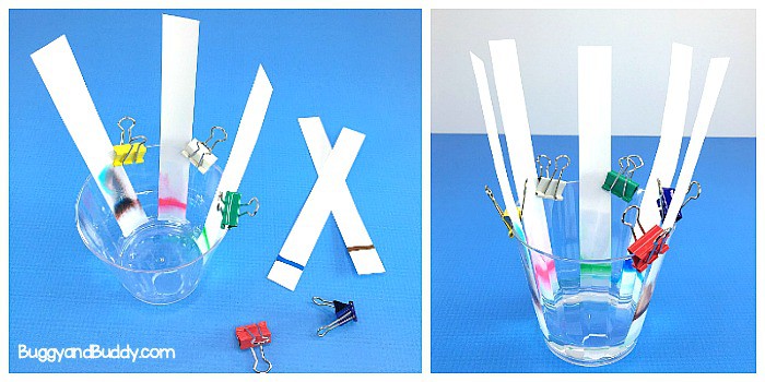 chromatography science / STEM / STEAM experiment for kids