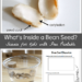 Science for Kids: Dissect a Bean Seed~ Buggy and Buddy