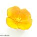 california poppy magnet- flower craft for kids